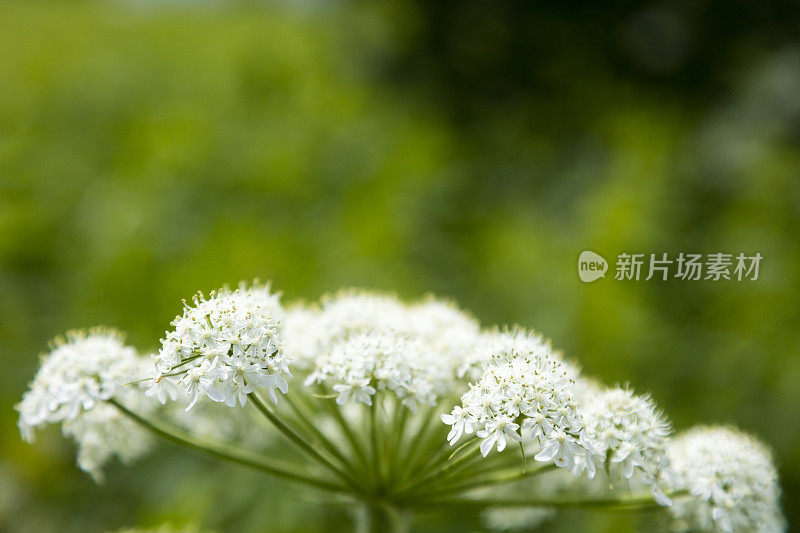 这是一株牛防风草(最大的赫拉克勒姆)的小白花的特写，图为博纳旺蒂尔岛Percé， Gaspésie地区。